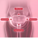 Faja térmica inteligente con control digital y niveles de temperatura ajustables, cinturón calefactor recargable para aliviar cólicos menstruales, proteger la zona lumbar y relajar el abdomen, Mayoreo GS-636  Faja térmica inteligente con control digital y niveles de temperatura ajustables, cinturón calefactor recargable para aliviar cólicos menstruales, proteger la zona lumbar y relajar el abdomen, Mayoreo GS-636