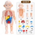 Muñeco de Anatomía Humana Infantil Desmontable – Mayoreo 24759-14