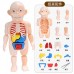 Muñeco de Anatomía Humana Infantil Desmontable – Mayoreo 24759-14