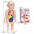 Muñeco de Anatomía Humana Infantil Desmontable – Mayoreo 24759-14