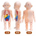 Muñeco de Anatomía Humana Infantil Desmontable – Mayoreo 24759-14