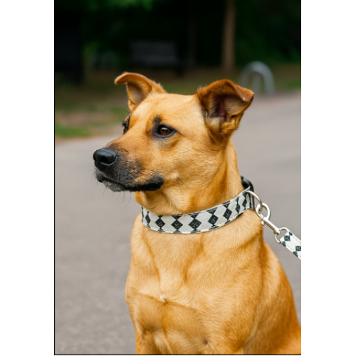 Collar y correa para perro diseño geométrico – Ajustable, resistente y cómodo – Accesorios para mascotas – Venta por mayoreo Cw62 