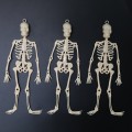 Esqueleto de plástico, decoración de Halloween,  colgante de esqueleto humano. WS77