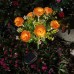 Luces solares rosas decorativas para jardín y exteriores al por mayor SDD1332