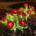 Luces solares rosas decorativas para jardín y exteriores al por mayor SDD1332